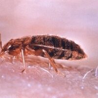 “How Did These Bed Bugs Get Into My Home?”