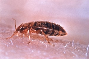 bedbug_2D1_small