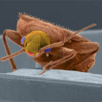 Early History of Bed Bugs in America