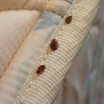 Why Are Bed Bugs So Difficult to Control?