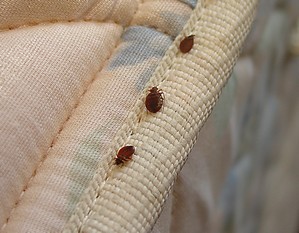 bedbug_2D4_small