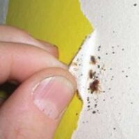 How to Find Bed Bugs in Your Home